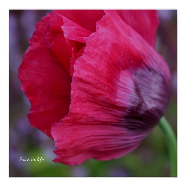 Poster Joli Poppy rose et violet (Devant)