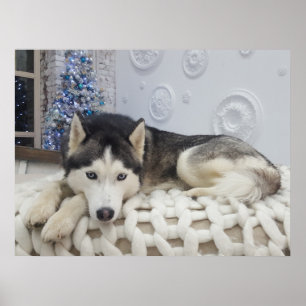 Poster Joli Portrait de Chien Husky Cute