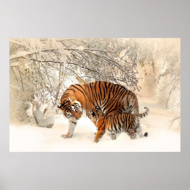 Poster Joli tigre et petit dans la neige (Devant)