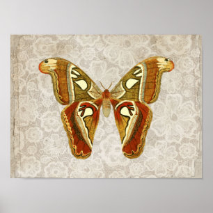 Poster Joli Vintage Moth Botanical