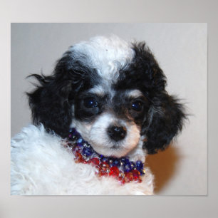 Poster Joli visage de chiot de caniche de Parti