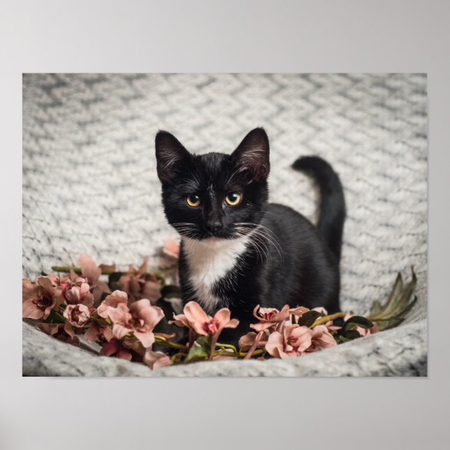 Poster Jolie Bella Rose (Devant)