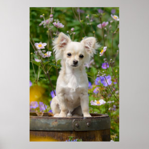 Poster Jolie chihuahua Chig Chippy Pet Photo