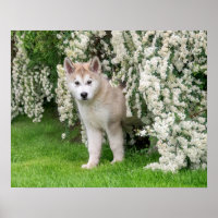Jolie chiot de chien malamué de l'Alaska en fleurs