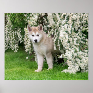 Poster Jolie chiot de chien malamué de l'Alaska en fleurs