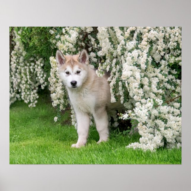Poster Jolie chiot de chien malamué de l'Alaska en fleurs (Devant)