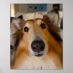 Poster Jolie collie rugueuse