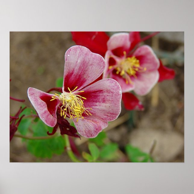 Poster Jolie Fleur (Devant)