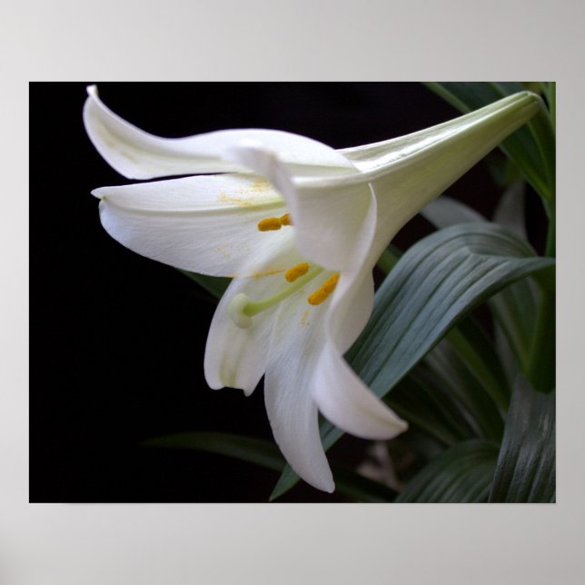 Poster Jolie fleur de lys de Pâques blanche en noir (Devant)