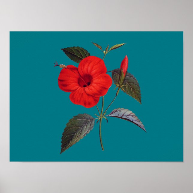 Poster Jolie fleur d'Hibiscus rouge (Devant)