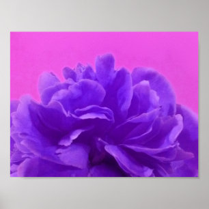Poster Jolie framboise violette Florale