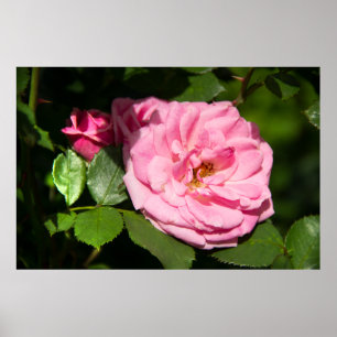 Poster Jolie grande rose rose photo