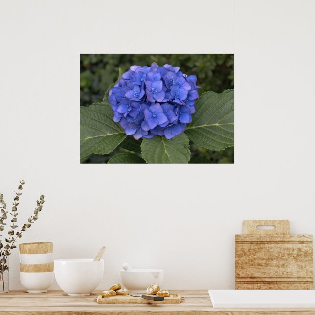 Poster Jolie Hydrangea Bleue (Cuisine)
