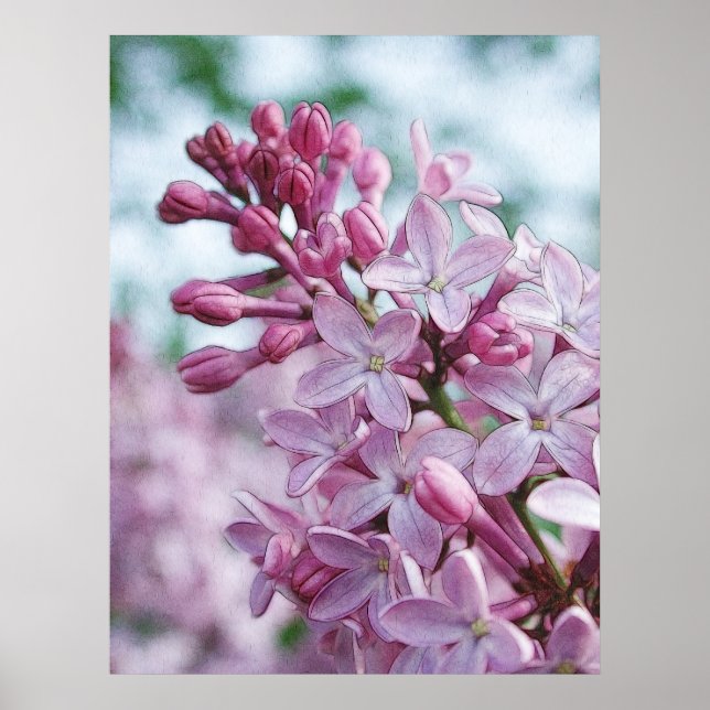 Poster Jolie Lilacs pourpres (Devant)