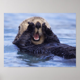 Poster Jolie loutre de mer Alaska, États-Unis