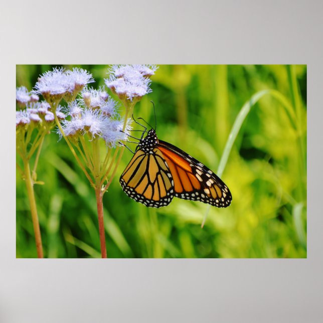 Poster Jolie Monarque Papillon Photographie Art Flower (Devant)