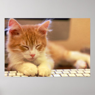 Poster Jolie Orange Kitten Falls endormi