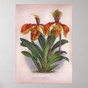 Poster Jolie Orchidées Vintages Cypripedium Villosum
