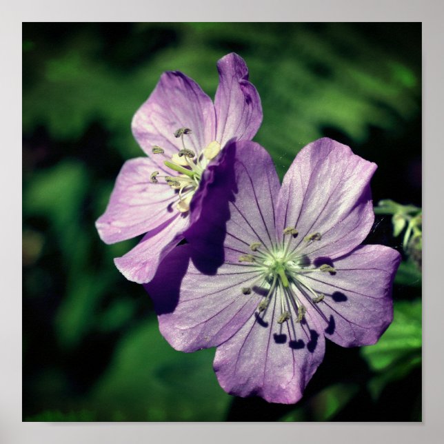 Poster Jolie paire de fleurs de géranium violet gros plan (Devant)
