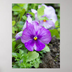 Poster Jolie photo violette violette