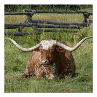 Jolie Vache Longhorn Se Détendre Dans L'Affiche En