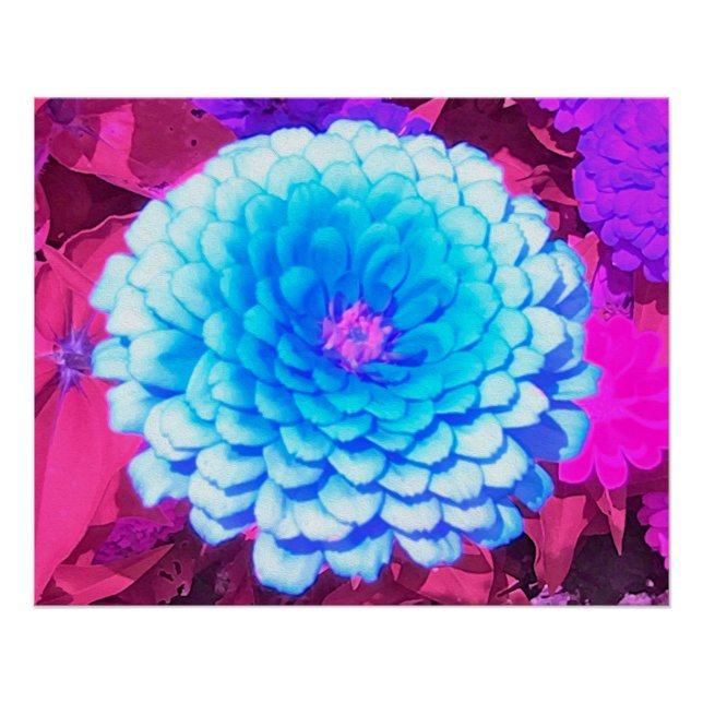 Poster Jolie Zinnia Bleue dans le Jardin d'été pourpre (Devant)