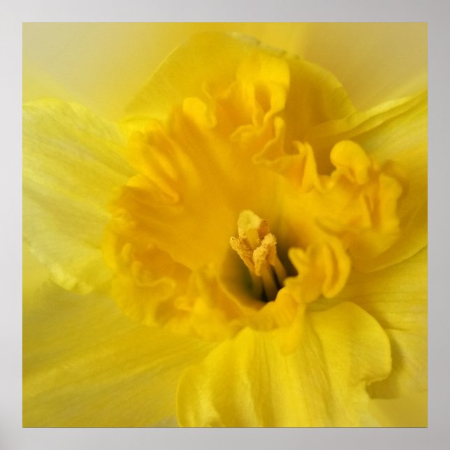 Poster jonquille jaune (Devant)