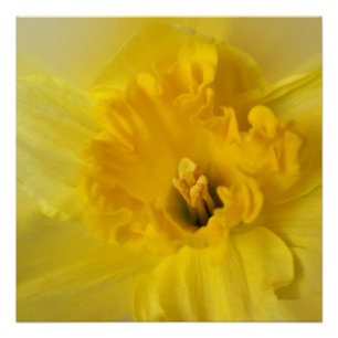Poster jonquille jaune