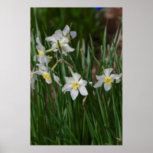 Poster jonquilles blanches