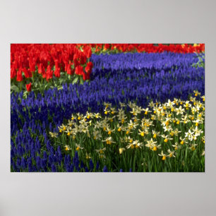 Poster Jonquilles, jacinthe et tulipes