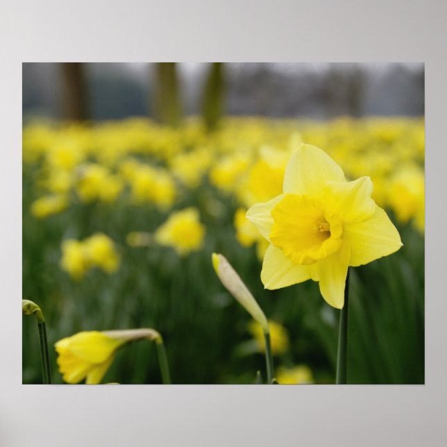 Poster Jonquilles (RF) (Devant)