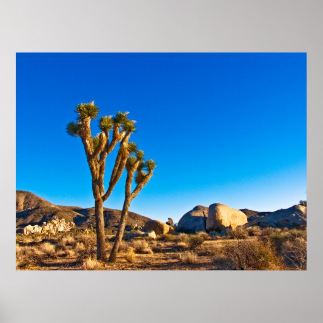 Poster Joshua Tree (Devant)