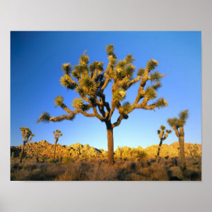 Poster Joshua Tree National Park, Californie. USA.