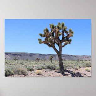 Poster Joshua Trees à Goldfield, Désert du Nevada