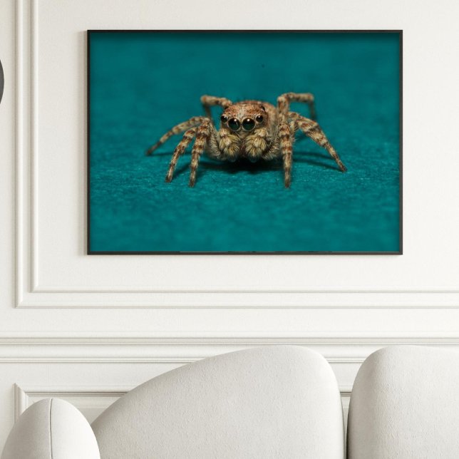 Poster Jote Jumping Spider Photo (Créateur téléchargé)