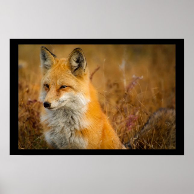 Poster Jote Red Fox Wilderness Nature Photographie (Devant)