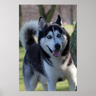 Poster Jouer Alaska Husky Sled Chien Belle Art Imprimer