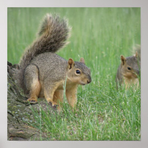 Poster Jouer des écureuils