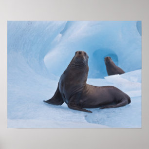 Poster Jouer des lions de mer stellaires lutte sur l'iceb