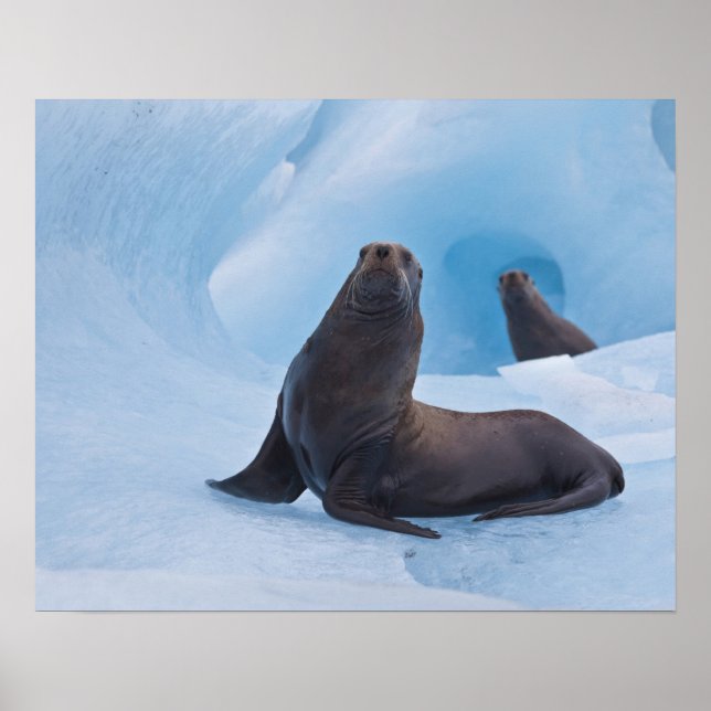 Poster Jouer des lions de mer stellaires lutte sur l'iceb (Devant)