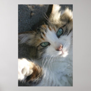 Poster Joueur Kitty