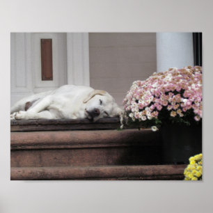 Poster Jour du chien après-midi