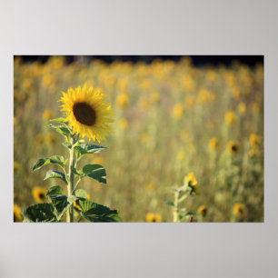 Poster Jour du tournesol