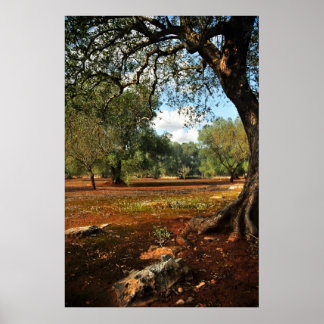Poster Jour ensoleillé dans le jardin d'oliviers
