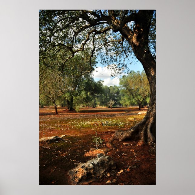Poster Jour ensoleillé dans le jardin d'oliviers (Devant)