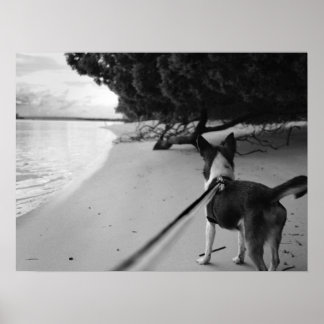 Poster Jours de chien