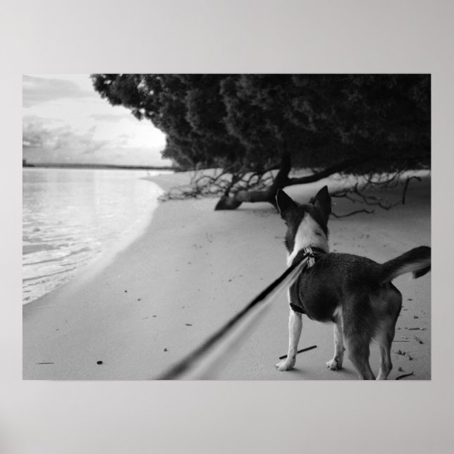 Poster Jours de chien (Devant)