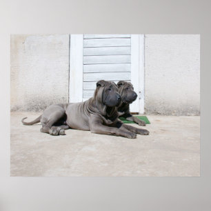 Poster Jours de chiens d'été....