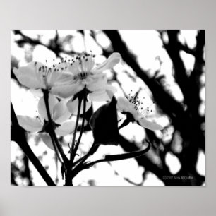 Poster Jours de Dogwood