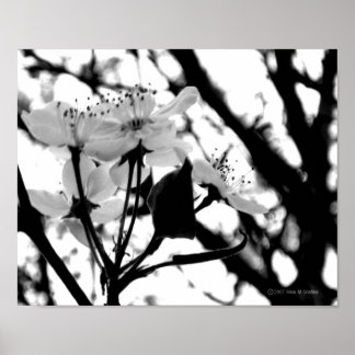 Poster Jours de Dogwood